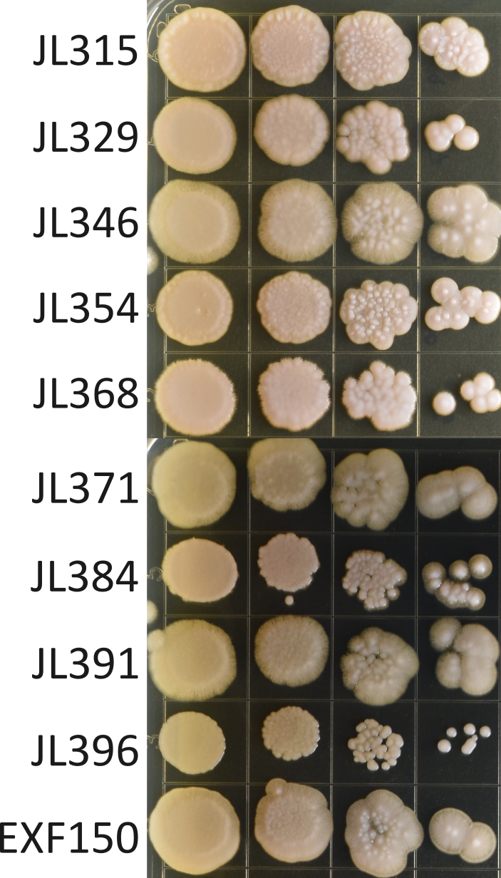 A dilution series of pinkish yeast colonies on a plate, for 10 different isolates. These isolates vary in colony shape and texture.