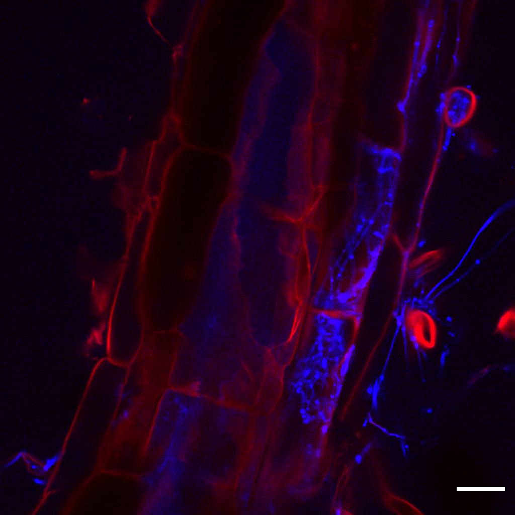 Blue Linnemania hyphae occupying spaces in Arabidopsis roots, shown by red cell walls