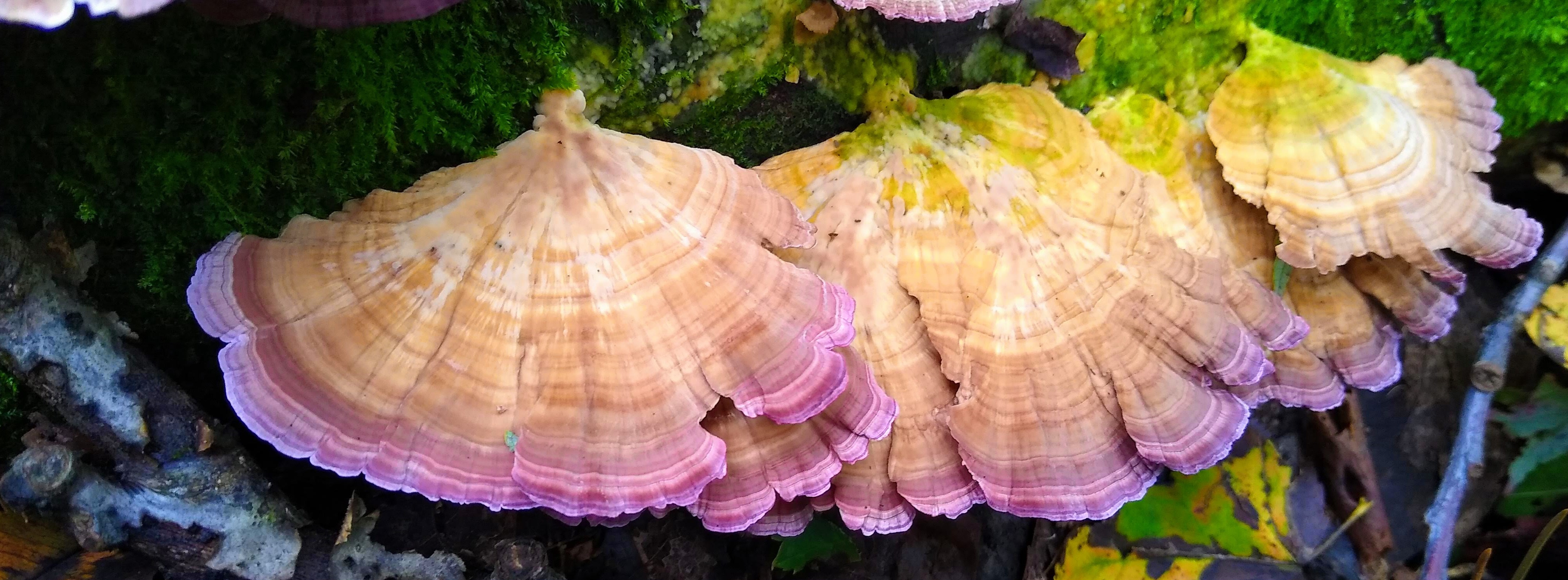 Tricaptum fungus on log